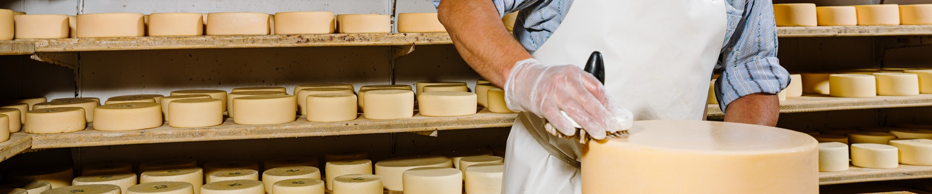 Käse wird im Käsekeller gepflegt